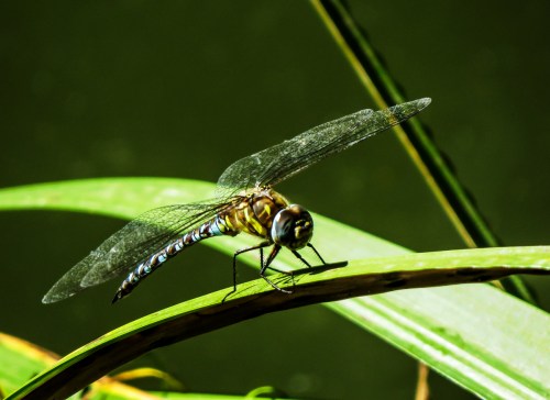 dragonfly in Brussels