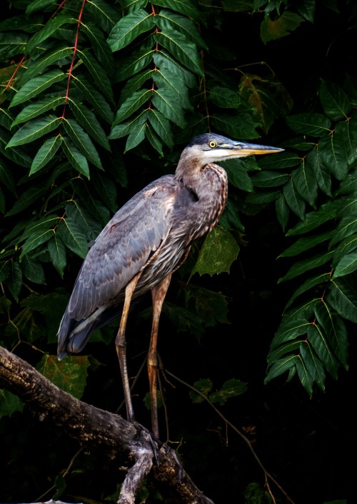 Great Blue Heron
