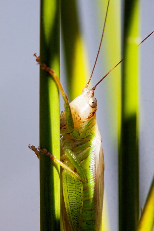 Handsome Meadow Katydid