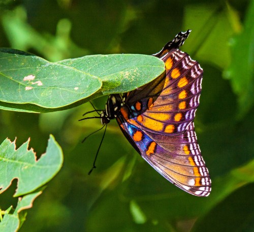Red-spotted Purple