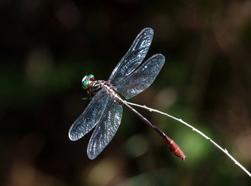 Russet-tipped Clubtail