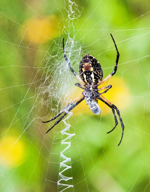 Argiope aurantia