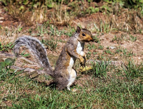 Eastern Gray Squirrel