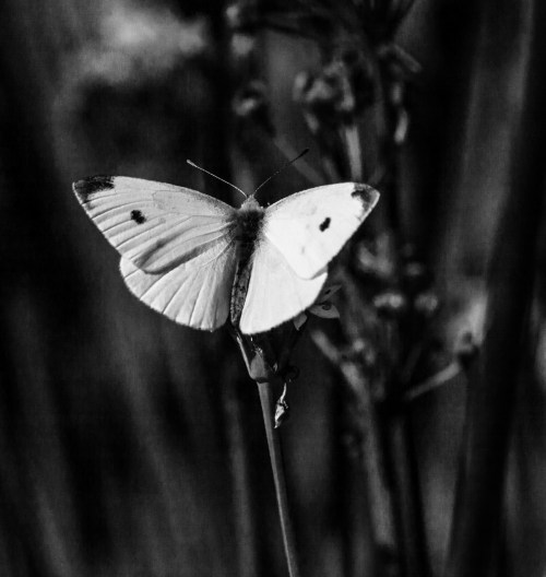 Cabbage White