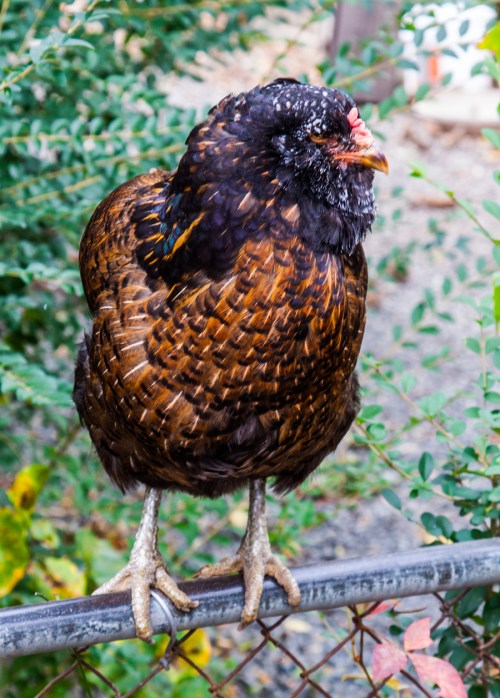 funky chicken