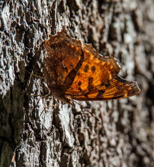 Eastern Comma