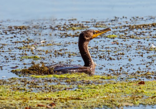 Double-crested Cormorant