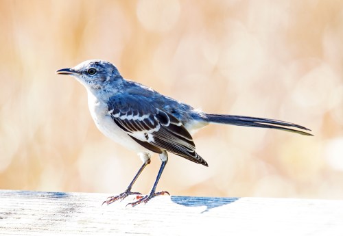 Northern Mockingbird
