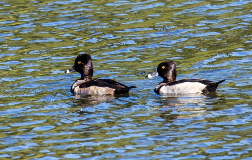 Ring-necked duck
