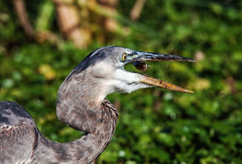 Great Blue Heron