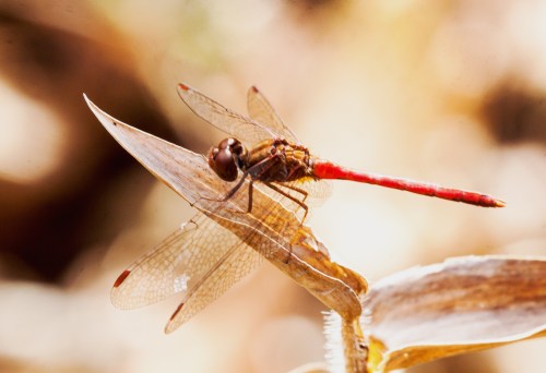 Autumn Meadowhawk