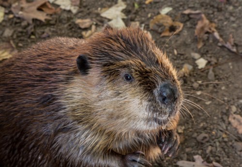 beaver at National Zoo