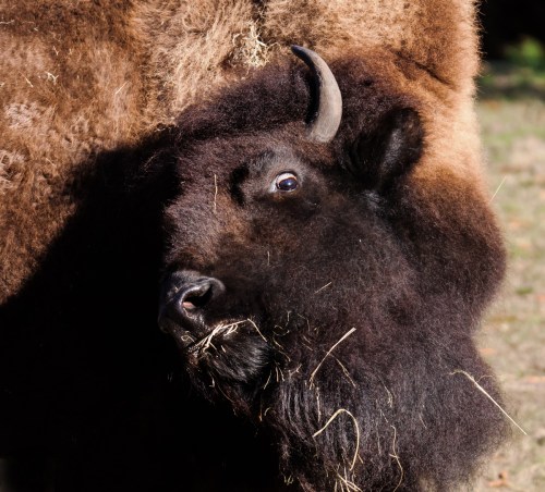 American Bison