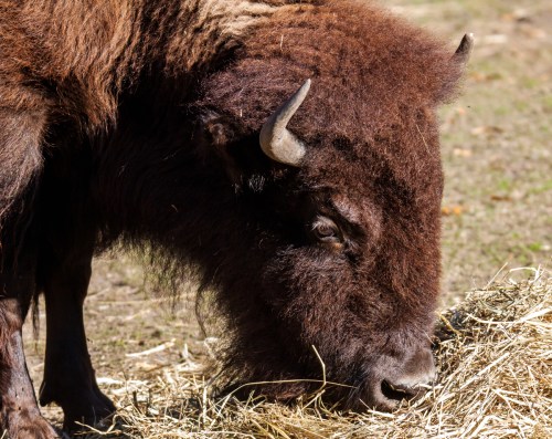 American Bison