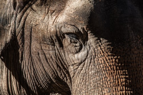 elephant at National Zoo
