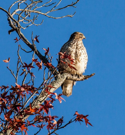 Res-shouldered Hawk