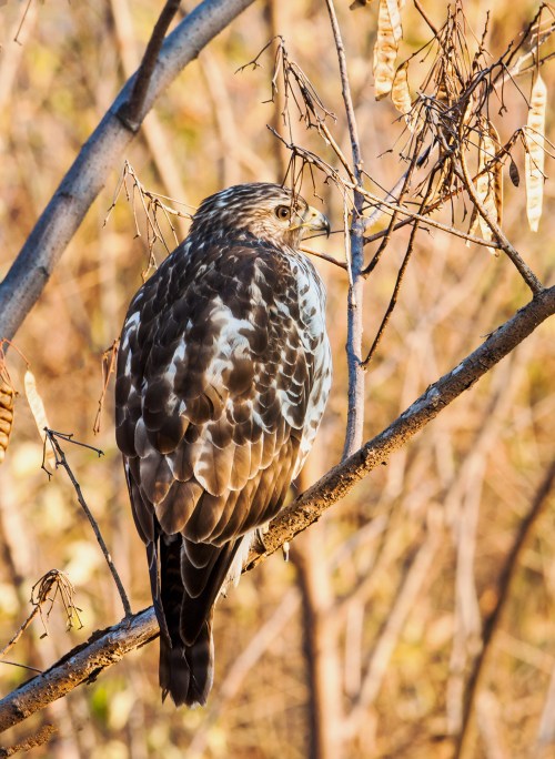 Red-shouldered Hawk