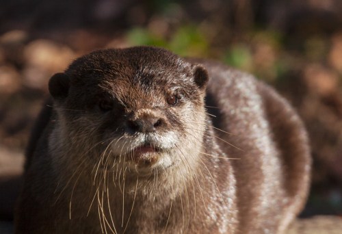 Asian Small-clawed Otter