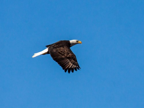 Bald Eagle