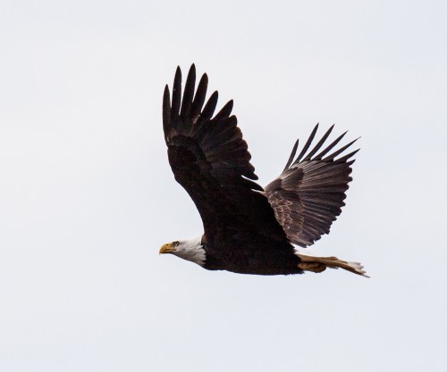 Bald Eagle
