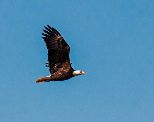 Bald Eagle