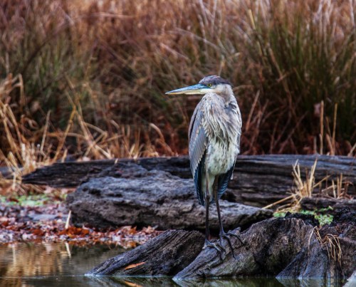 Great Blue Heron