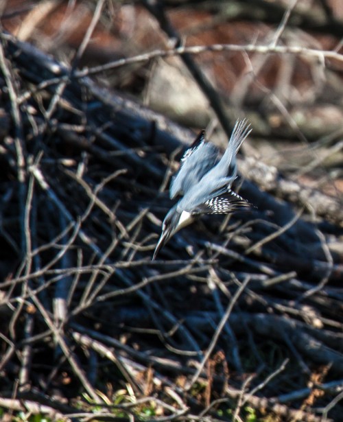 Belted Kingfisher