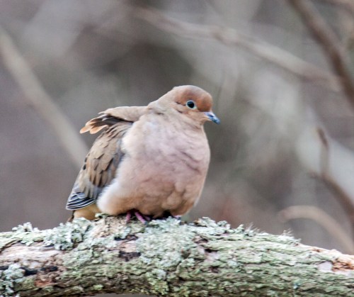 Mourning Dove