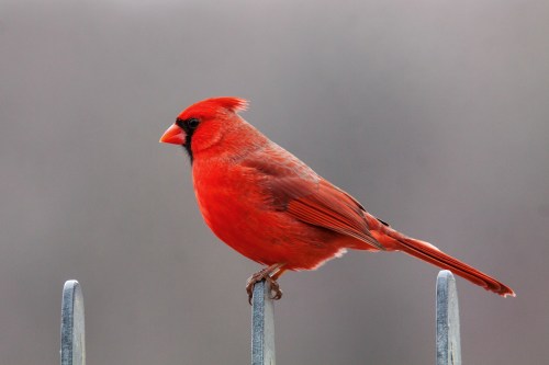 Northern Cardinal