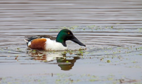 Northern Shoveler