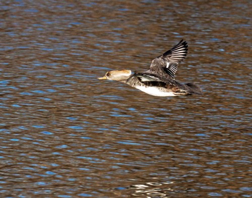 Hooded Merganser