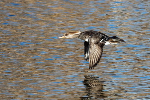 Hooded Merganser