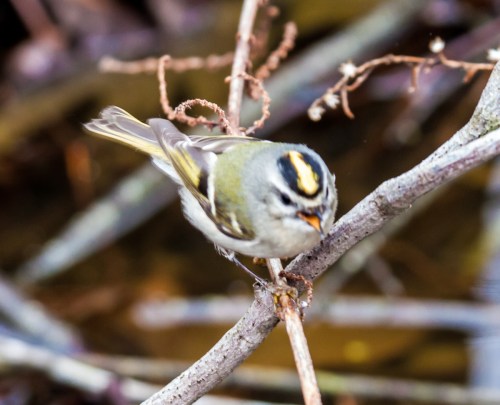 Golden-crowned Kinglet