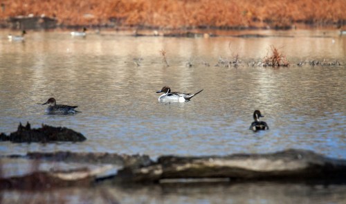 Northern Pintail