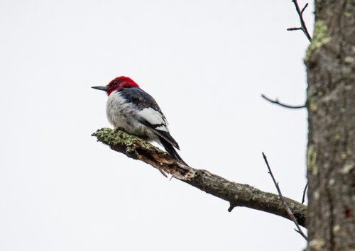 Red-headed woodpecker