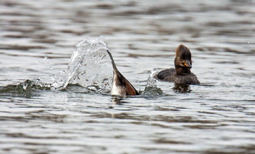 Hooded Merganser