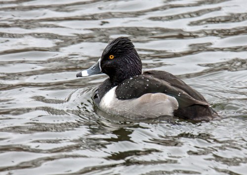 Ring-necked duck