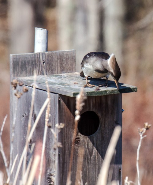 Hooded Merganser