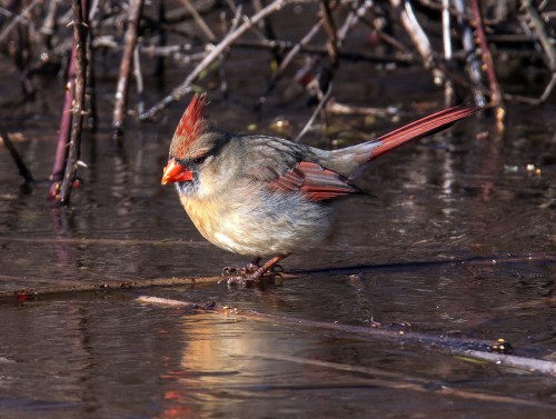 Northern Cardinal