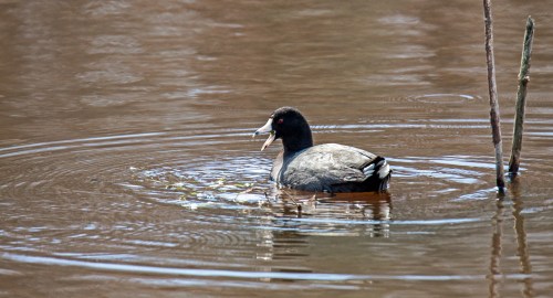 American Coot