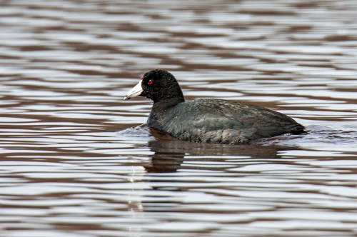 American Coot