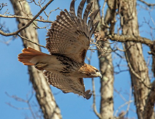 Red-tailed Hawk