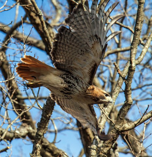 Red-tailed Hawk