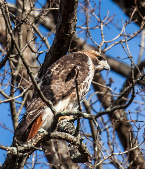 Red-tailed Hawk