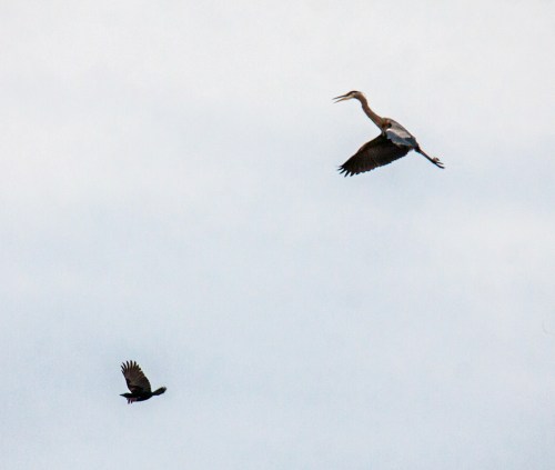heron and crow
