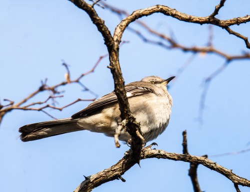 Northern Mockingbird