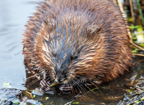 muskrat