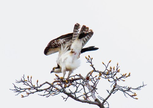 osprey