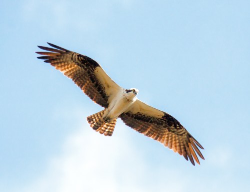 osprey