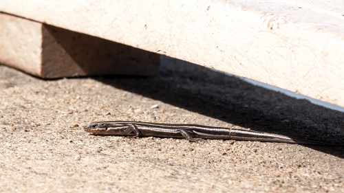 Common Five-lined Skink
